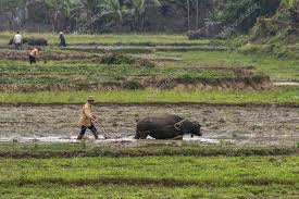 Water buffalo 1