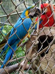 Macaws